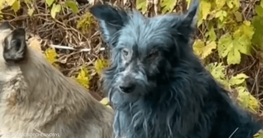 خبير أوكراني يكشف حقيقة ظهور “كلاب زرقاء” في موقع نووي