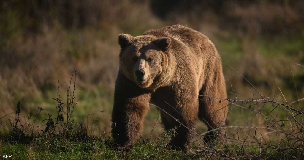 اليابان.. الفلفل الحار لصد هجمات الدببة “القاتلة”