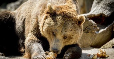 “هجمات الدببة” تثير ذعرا.. واليابان تنشر قوات من الجيش