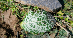 للمرة الثانية.. إسرائيل ترش “مواد مجهولة” جنوبي سوريا