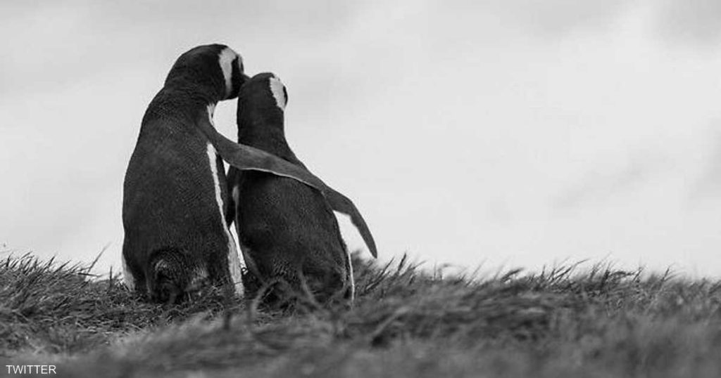 سول تلجأ إلى “بورورو البطريق الصغير” للقاء كيم جونغ أون